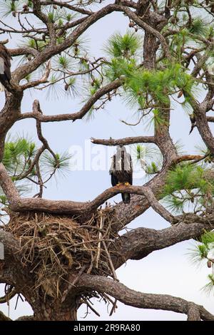 Baby-Adler im Regen. Ein amerikanischer Baby-Weißkopfseeadler blickt direkt über seinem Nest hervor, das sich am 25. April 2023 in einem Baum im Kennedy Space Center der NASA in Florida befindet. Ein gepaartes Adlerpaar baute kürzlich ein neues Zuhause in diesem Baum, nachdem Stürme ihr ursprüngliches Nest etwa 50 Meter entfernt schwer beschädigt hatten, und produzierte einen Adler. Das vorherige Nest wurde 1973 gebaut und wurde seit 1975 fast jedes Jahr von Adlern genutzt. Stockfoto