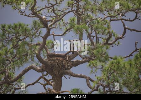 Baby-Adler im Regen. Ein amerikanischer Weißkopfseeadler oben links und sein Baby sitzen in einem Baum nahe ihrem Nest im Kennedy Space Center der NASA in Florida, während am 25. April 2023 ein Regensturm naht. Der Adler ist der einsame Nachwuchs eines Paares Adler, der vor kurzem das neue Zuhause baute, nachdem Stürme ihr ursprüngliches Nest, das etwa 50 Meter entfernt liegt, schwer beschädigt hatten. Dieses Nest wurde 1973 erbaut und wurde seit 1975 fast jedes Jahr von Adlern genutzt. Stockfoto