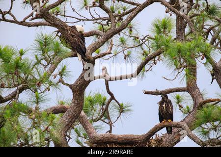 Baby-Adler im Regen. Ein amerikanischer Weißkopfseeadler oben links und sein Baby sitzen in einem Baum nahe ihrem Nest im Kennedy Space Center der NASA in Florida, während am 25. April 2023 ein Regensturm naht. Der Adler ist der einsame Nachwuchs eines Paares Adler, der vor kurzem das neue Zuhause baute, nachdem Stürme ihr ursprüngliches Nest, das etwa 50 Meter entfernt liegt, schwer beschädigt hatten. Dieses Nest wurde 1973 erbaut und wurde seit 1975 fast jedes Jahr von Adlern genutzt. Stockfoto