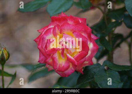 Gelbe rosafarbene Blumenmuschel der Bettenrosen-Plantagenmuschel Stockfoto