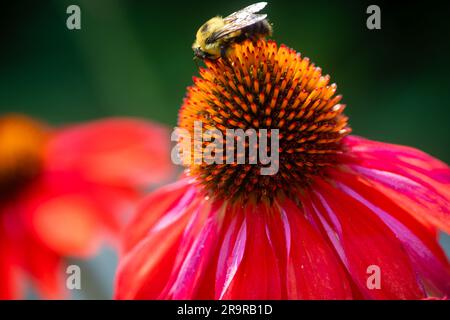 Salsa-Rotkoneflower (Echinacea) mit Biene Stockfoto