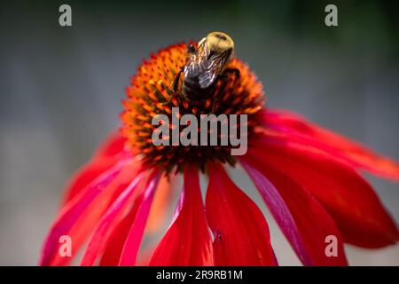 Salsa-Rotkoneflower (Echinacea) mit Biene Stockfoto