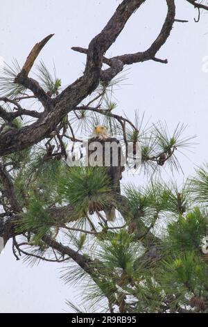 Baby-Adler im Regen. Am 25. April 2023 steht ein amerikanischer Weißkopfseeadler hoch oben in einem Baum über seinem Nest im Kennedy Space Center der NASA in Florida. Der Erwachsene Adler ist Teil eines Paares, das kürzlich ein neues Zuhause in diesem Baum baute, nachdem Stürme ihr ursprüngliches Nest, das ca. 50 Meter entfernt liegt, schwer beschädigt hatten. Dieses Nest wurde 1973 erbaut und wurde seit 1975 fast jedes Jahr von Adlern genutzt. In dieser Saison produzierte das Paar einen Adler. Stockfoto