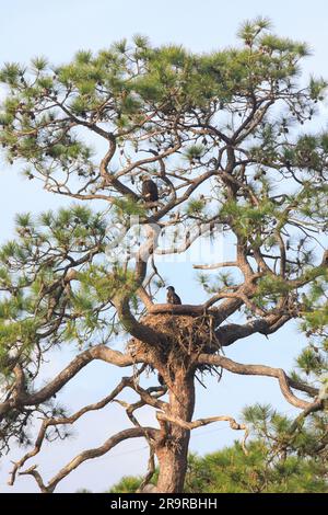 Baby Eagle Wird Größer. Am 10. April 2023 steht ein amerikanischer Weißkopfseeadler hoch oben in einem Baum über seinem Nest im Kennedy Space Center der NASA in Florida. Unten befindet sich der Babyadler, der aus dem Nest am Kennedy Parkway aufblickt, etwa drei Meilen (3,2 km) vom Vehicle Assembly Building entfernt. Der Erwachsene Adler ist Teil eines Paares, das kürzlich ein neues Zuhause in diesem Baum baute, nachdem Stürme ihr ursprüngliches Nest, das ca. 50 Meter entfernt liegt, schwer beschädigt hatten. Dieses Nest wurde 1973 erbaut und wurde seit 1975 fast jedes Jahr von Adlern genutzt. Stockfoto