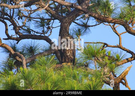 Baby Eagle Flugtag. Am 26. April 2023 steht ein amerikanischer Weißkopfseeadler hoch oben in einem Baum über seinem Nest im Kennedy Space Center der NASA in Florida. Das Nest befindet sich am Kennedy Parkway, etwa zwei Meilen (3,2 km) vom Vehicle Assembly Building entfernt. Der Adler stammt von einem Paar, das kürzlich ein neues Zuhause in diesem Baum baute, nachdem Stürme ihr ursprüngliches Nest, das etwa 50 Meter entfernt liegt, schwer beschädigt hatten. Dieses Nest wurde 1973 erbaut und wurde seit 1975 fast jedes Jahr von Adlern genutzt. Kennedy beherbergt derzeit etwa 20 nistende Paare Weißkopfseeadler. Stockfoto