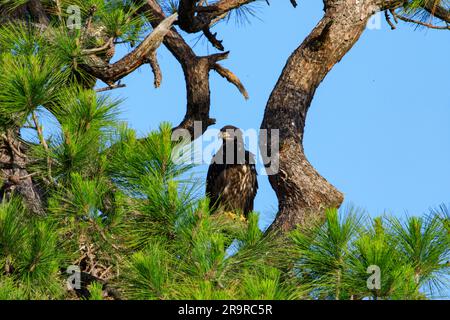 Baby Eagle Flugtag. Am 26. April 2023 steht ein amerikanischer Weißkopfseeadler hoch oben in einem Baum über seinem Nest im Kennedy Space Center der NASA in Florida. Das Nest befindet sich am Kennedy Parkway, etwa zwei Meilen (3,2 km) vom Vehicle Assembly Building entfernt. Der Adler stammt von einem Paar, das kürzlich ein neues Zuhause in diesem Baum baute, nachdem Stürme ihr ursprüngliches Nest, das etwa 50 Meter entfernt liegt, schwer beschädigt hatten. Dieses Nest wurde 1973 erbaut und wurde seit 1975 fast jedes Jahr von Adlern genutzt. Kennedy beherbergt derzeit etwa 20 nistende Paare Weißkopfseeadler. Stockfoto