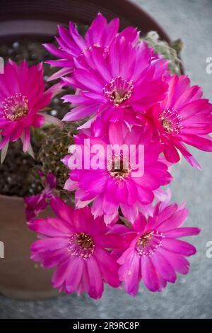 Nahaufnahme von grünen Kaktuspflanzen in einem Topf, der im Frühling mit leuchtend rosa Blumen blüht Stockfoto