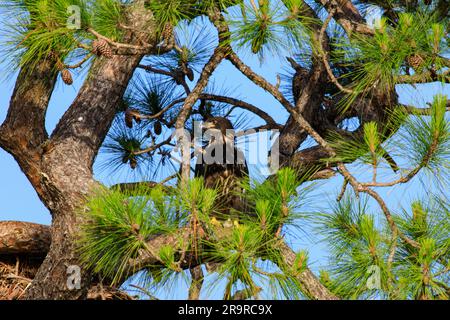 Baby Eagle Flugtag. Am 26. April 2023 steht ein amerikanischer Weißkopfseeadler hoch oben in einem Baum über seinem Nest im Kennedy Space Center der NASA in Florida. Das Nest befindet sich am Kennedy Parkway, etwa zwei Meilen (3,2 km) vom Vehicle Assembly Building entfernt. Der Adler stammt von einem Paar, das kürzlich ein neues Zuhause in diesem Baum baute, nachdem Stürme ihr ursprüngliches Nest, das etwa 50 Meter entfernt liegt, schwer beschädigt hatten. Dieses Nest wurde 1973 erbaut und wurde seit 1975 fast jedes Jahr von Adlern genutzt. Kennedy beherbergt derzeit etwa 20 nistende Paare Weißkopfseeadler. Stockfoto