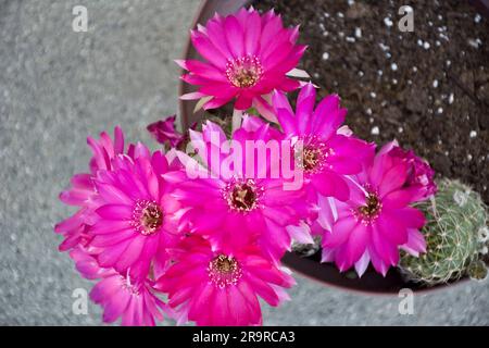 Nahaufnahme von wunderschönen rosa Kaktusblumen, die im Frühling blühen Stockfoto