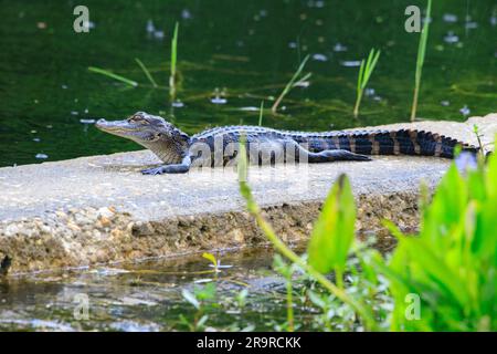 Baby-Adler im Regen. Ein junger Alligator ruht am 25. April 2023 im Kennedy Space Center der NASA in Florida auf einer Betonstruktur. Die Alligatorzucht beginnt im Mai, wenn die Männchen anfangen, Weibchen zu umwerben. Im Juni haben Paare sich gepaart und Weibchen bauen Vegetationsnester im Sumpf. Eier schlüpfen in etwa 65 Tagen. Die Mutter trägt ihre Jungen ins Wasser und schützt sie vor Raubtieren, einschließlich männlicher Alligatoren. Stockfoto