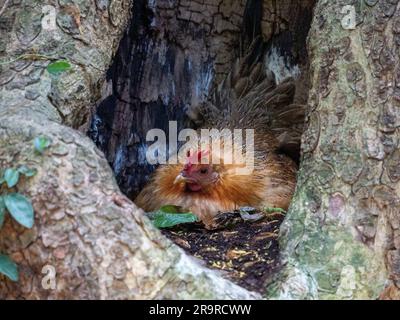 Eine Henne lebt in einem ausgehöhlten Baumstamm, um ihre Eier vor Schäden zu schützen Stockfoto