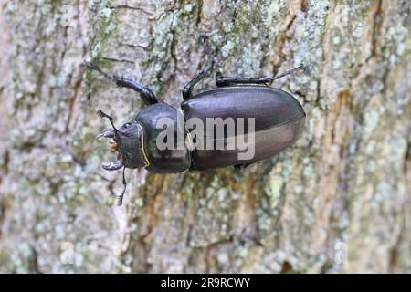 Der Hirschkäfer (Lucanus cervus) ist ein in Europa einheimischer Käfer. Weiblich auf dem Stamm einer Eiche. Stockfoto