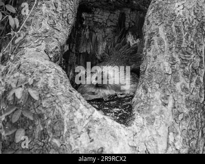 Eine Henne lebt in einem ausgehöhlten Baumstamm, um ihre Eier vor Schäden zu schützen Stockfoto