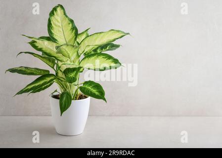 Dieffenbachia oder dumme Zuckerrohr-Jungpflanze in einem weißen Blumentopf auf hellem Hintergrund Stockfoto