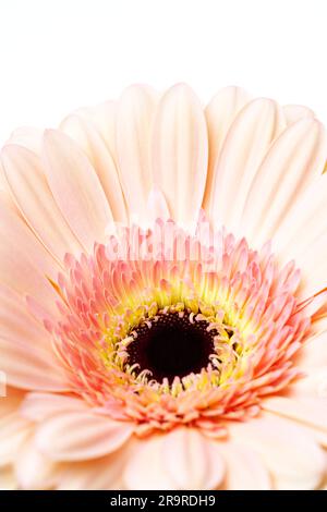 Nahaufnahme Rosa Gerbera Gänseblümchenblume auf weißem Hintergrund Stockfoto Stockfoto