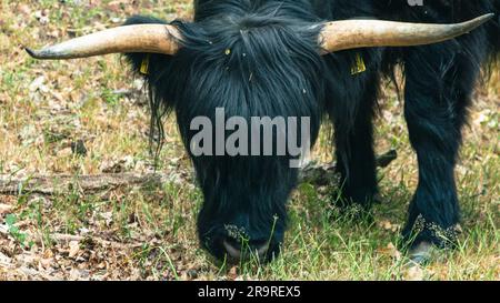 Ein Blick aus nächster Nähe auf einen wunderschönen Black Scottish Highlander im Naturschutzgebiet Mookerheide in der Provinz Limburg, Niederlande. Stockfoto