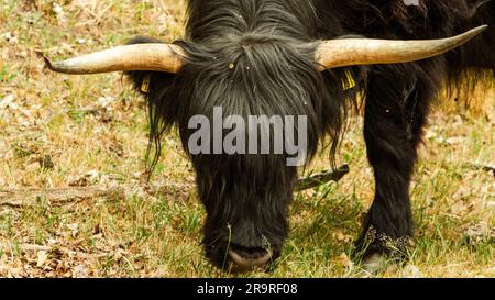 Ein Blick aus nächster Nähe auf einen wunderschönen Black Scottish Highlander im Naturschutzgebiet Mookerheide in der Provinz Limburg, Niederlande. Stockfoto