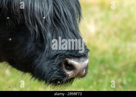 Ein Blick aus nächster Nähe auf einen wunderschönen Black Scottish Highlander im Naturschutzgebiet Mookerheide in der Provinz Limburg, Niederlande. Stockfoto