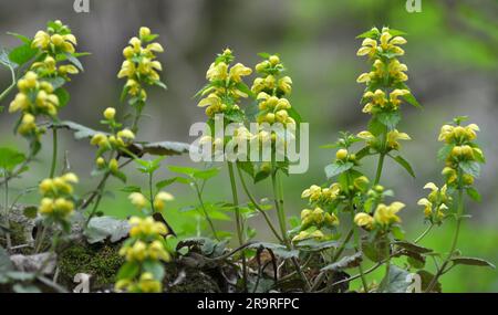 Frühling in der Wildnis in den Wäldern Gelbe Taube Brennnessel (Lamium galeobdolon) blüht Stockfoto