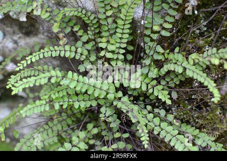 Asplenium trichomane Farn wächst auf einem Stein in der Wildnis des Waldes Stockfoto