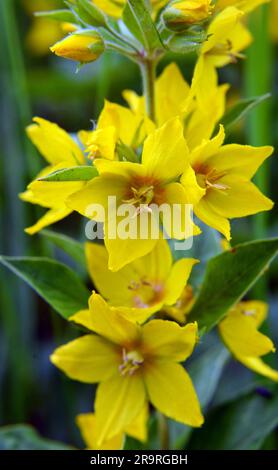 Gelbe lysimachia-Blumen blühen im Sommer in der Natur Stockfoto