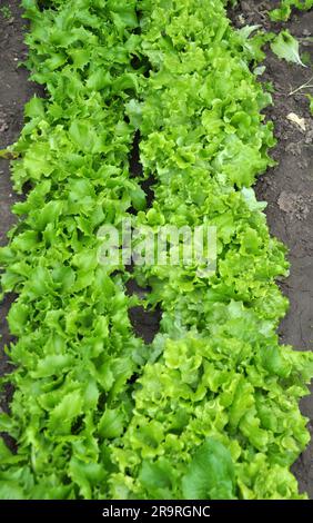 Im offenen organischen Boden wächst Salat (Lactuca sativa) Stockfoto