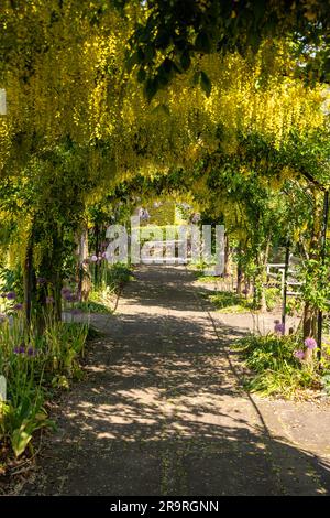 Gelbe Laburnum anagyroides Blüten auf einem Bogen Stockfoto