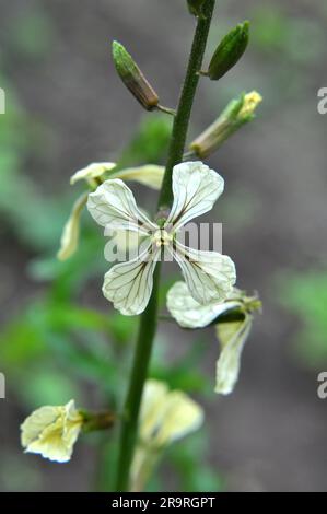 Würzige Rucola (Eruca sativa) blüht im Garten Stockfoto