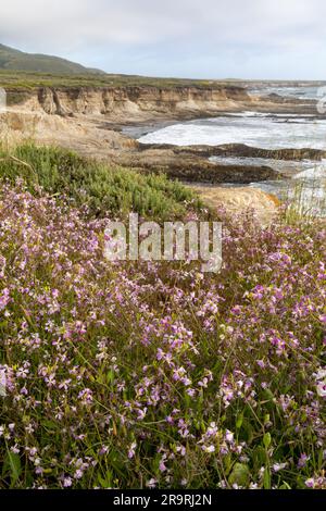 Wildblumen an der Pazifikküste im Montana de Oro State Park Stockfoto