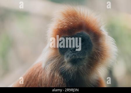 Nahaufnahme von Goldlangur-Affenarten. Gefährdetes Affenfoto im Zoo, süßes, flauschiges Affengesicht Stockfoto