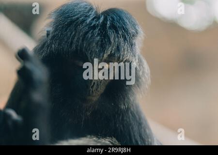 Nahaufnahme von Fluffy Goeldis Schmarotzer-Gesicht. Süßer, niedlicher Goeldis-Affe im Zoo Stockfoto