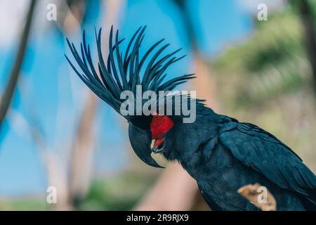 Nahaufnahme eines großen blauen Papageiens, der auf einem Ast sitzt. Farbenfroher, wunderschöner Safari-Vogel Stockfoto