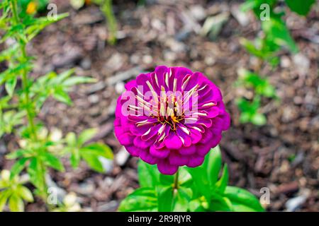 Einzelne pflaumenviolette schmale Zinnienblume auf einem unscharfen Hintergrund aus grünen Blättern und Erde -01 Stockfoto