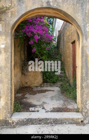 Eine Passage durch einen Steinbogen mit Steintreppen, die nach oben führen und von einer lila Bougainvillea-Blüte neben einem heruntergekommenen Grundstück übersät sind. Kefaloni Stockfoto