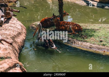 Foto von liegendem Reh in der Nähe des Kanalwassers in einer Zoo-Safari. Schwimmender großer Pelikan neben entspannten Hirschen Stockfoto