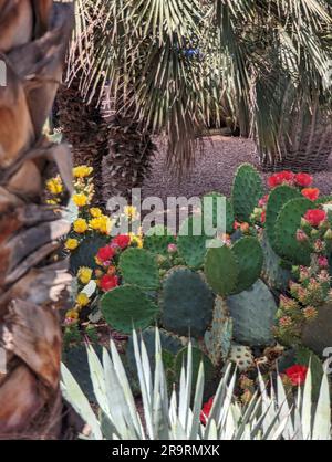 Schöne Nahaufnahme eines Opuntia Aciculata Kaktus in einem Park in Marrakesch, Marokko Stockfoto