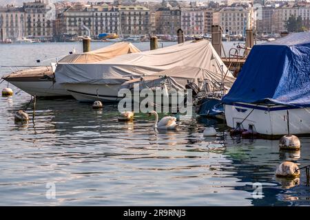 Genf - Schweiz - 25. März 2022: Malerischer Blick auf einen weißen Schwan, der im türkisfarbenen Wasser des Genfer Sees im Genfer Hafen schwimmt. Stockfoto