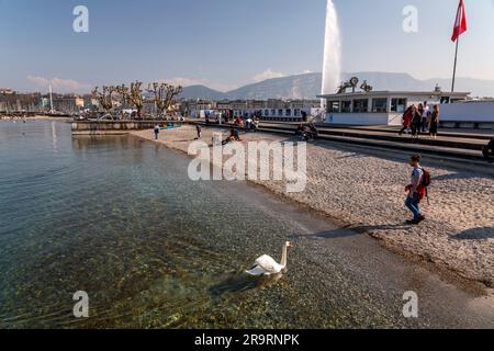 Genf - Schweiz - 25. März 2022: Malerischer Blick auf einen weißen Schwan, der im türkisfarbenen Wasser des Genfer Sees im Genfer Hafen schwimmt. Stockfoto