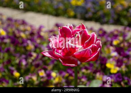 Schöne Tulpe im Garten Stockfoto