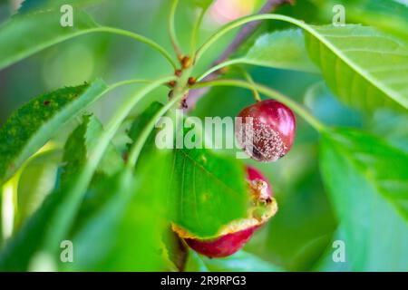 Beeren reifer Kirschen, die von der Krankheit Moniliasis betroffen sind. Moniliale Verbrennung, Behandlung und Prophylaxe. Stockfoto