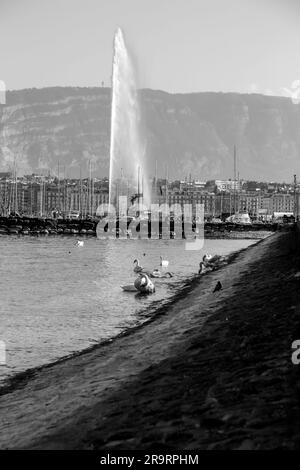 Genf - Schweiz - 25. März 2022: Malerischer Blick auf einen weißen Schwan, der im türkisfarbenen Wasser des Genfer Sees im Genfer Hafen schwimmt. Stockfoto