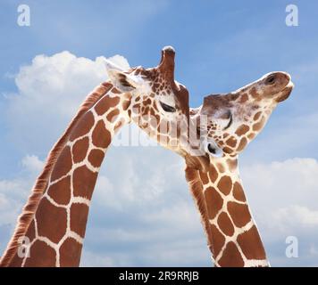 Zwei Giraffen zeigen Zuneigung Stockfoto