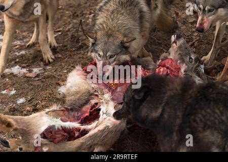 Grauer Wolf (Canis lupus) auf Hirschkadaver, umgeben von Pack Winter - in Gefangenschaft lebende Tiere Stockfoto