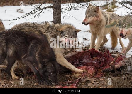 Grey Wolf (Canis lupus) Snarls bei Pack Around White-Tail Deer Carcass Winter - Gefangene Tiere Stockfoto
