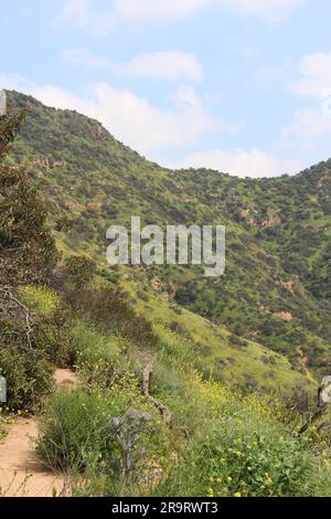 Eine malerische Landschaft mit einem sanften Hügel, bedeckt von üppiger grüner Vegetation und übersät mit Bäumen auf dem Gipfel Stockfoto