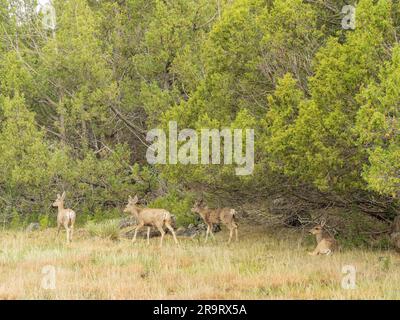 Nahaufnahme vieler Hirsche im Capulin Volcano National Monument in New Mexico Stockfoto