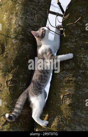 Ein grau-weißes Kätzchen klettert in der Frühlingssonne auf einen Baum Stockfoto