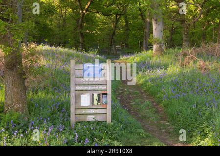 Ein Guidepost neben einem Fußweg, der an einem sonnigen Morgen im Frühling in das antike Waldland im Kinclaven Bluebell Wood führt, mit Bluebells in Bloom Stockfoto