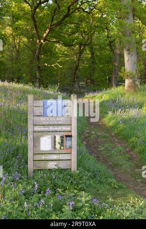 Eine Informationstafel neben einem Track, der in Kinclaven Bluebell Wood, ehemals Ballathie Bluebell Woods, in Spring Sunshine führt Stockfoto