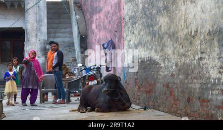 Indien, Neu-Delhi - 1. März 2018: Indische Familie und traditionelle Kuh in der Nähe des Hauses im Zentrum der indischen Hauptstadt. Stockfoto